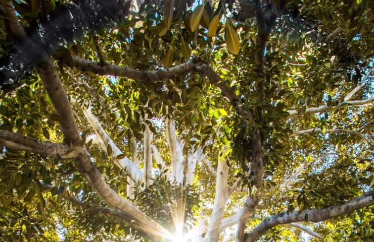 sun light passing through green leafed tree